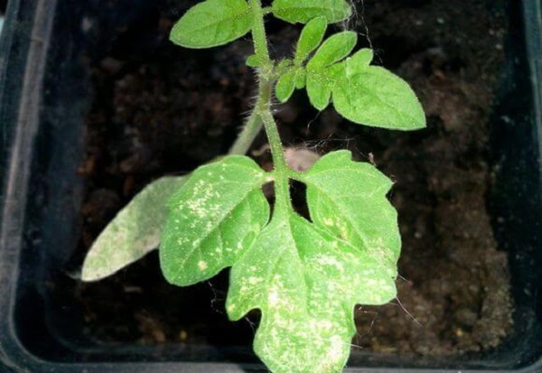  leaves turn white seedlings tomato