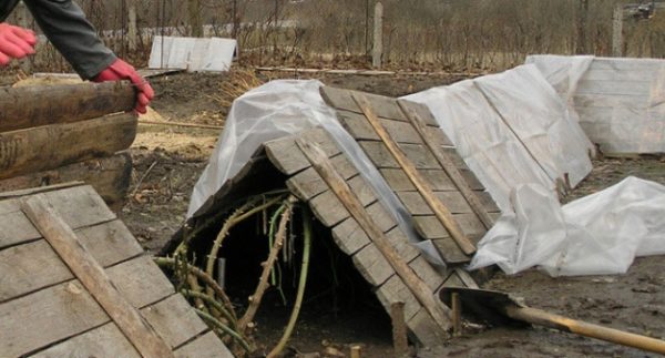  Shelter grapes house
