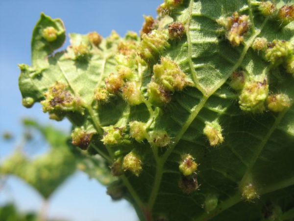  filoxeră