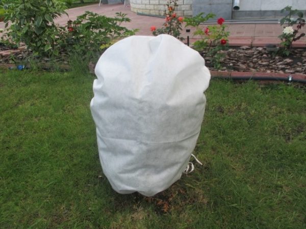  One option shelter bushes