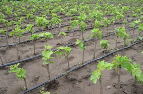  Trasfigurazione di piantine di uva seminata