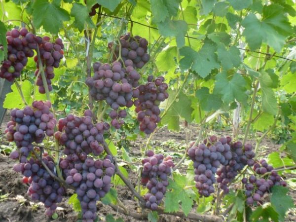  Clusters of Roshfort grapes on the vine