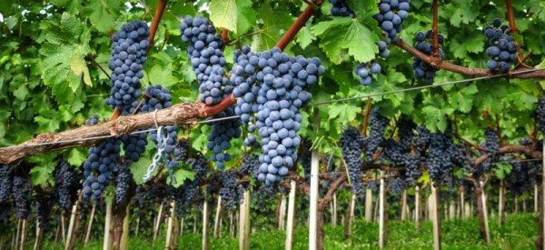  Many gardeners are engaged in viticulture, both in the south of Russia and in regions with harsh climatic conditions.