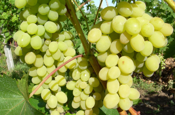  The grapes of Augustine are suitable for both business and family consumption.