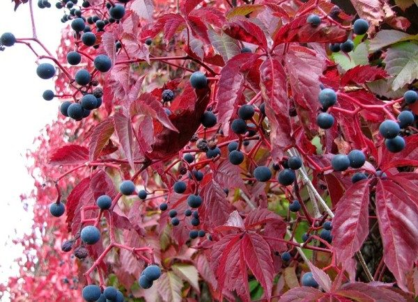 Fruits of maiden grapes are inedible for humans