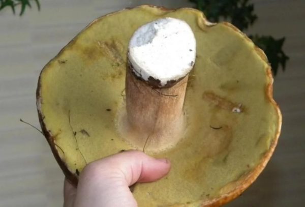  When growing mushrooms from caps, it is necessary to choose over-ripe fruits.