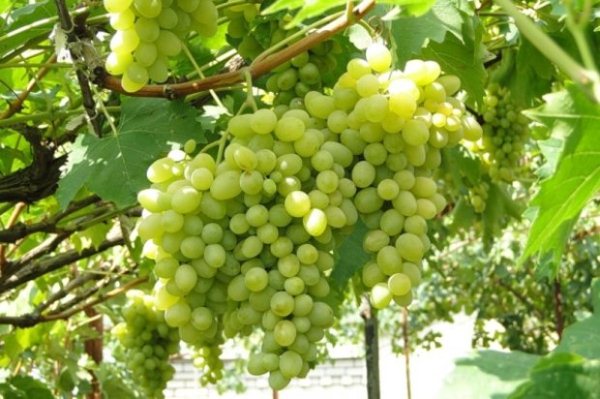  Grapes Augustine