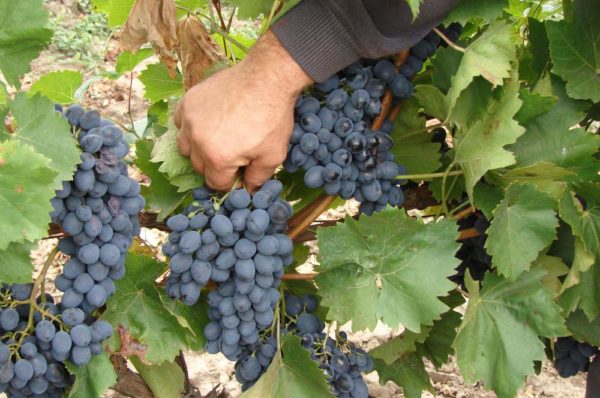  Selection of the best bunches of grapes
