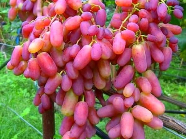  Ripe and juicy berries of the Julian variety close up