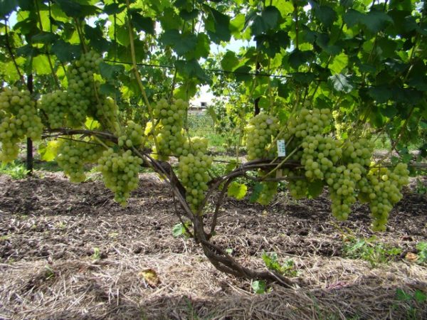  Videira, com, uvas maduras, lora