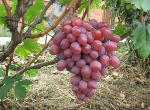  Anyuta grapes