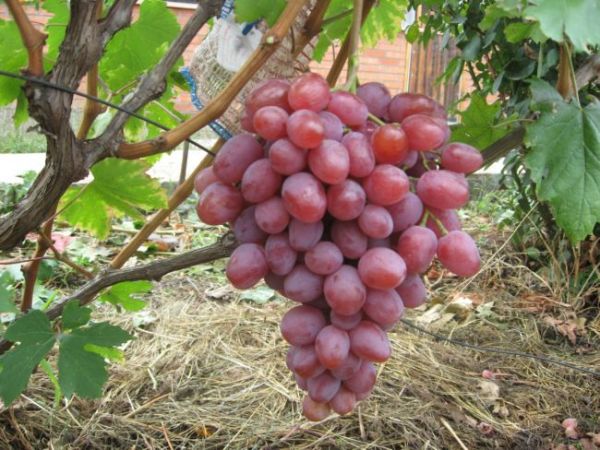  Anyuta grapes