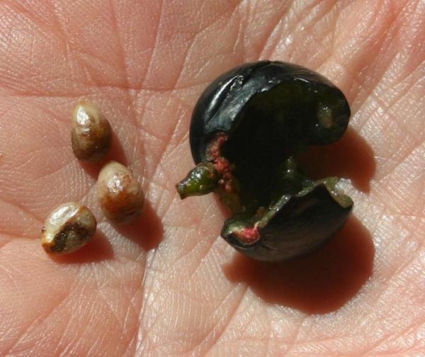  The seeds of the grapes are as useful as the berries themselves.