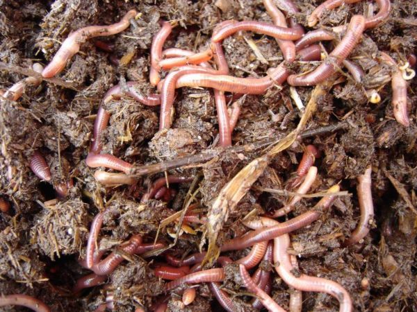  Worm prospector - the fastest breeding individual