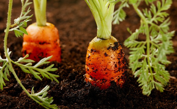  Organic fertilizer