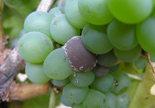  The first symptoms of aspergillus rot on grapes