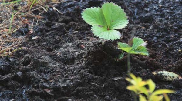  Dead compost saturates the soil