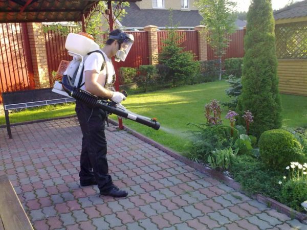  When treating trees, remember about the means of protection.