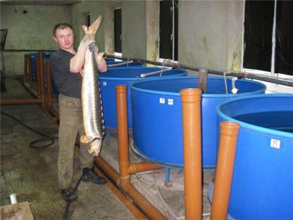  temperature for sturgeon