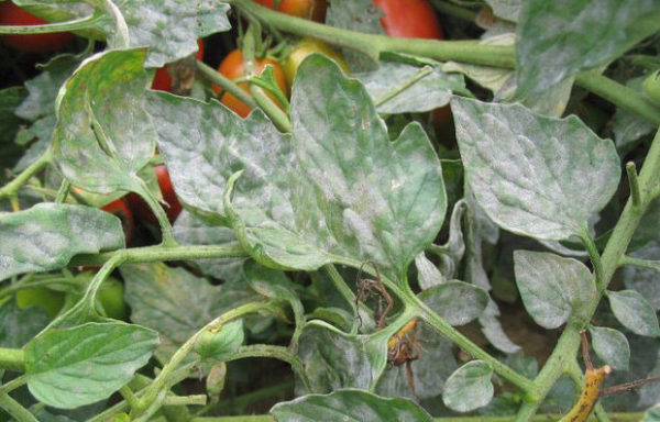  Powdery mildew leaves
