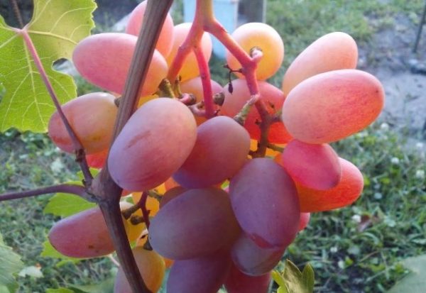  Primo piano di trasfigurazione dell'uva sulla vite