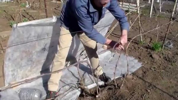  Preparing grapes for shelter