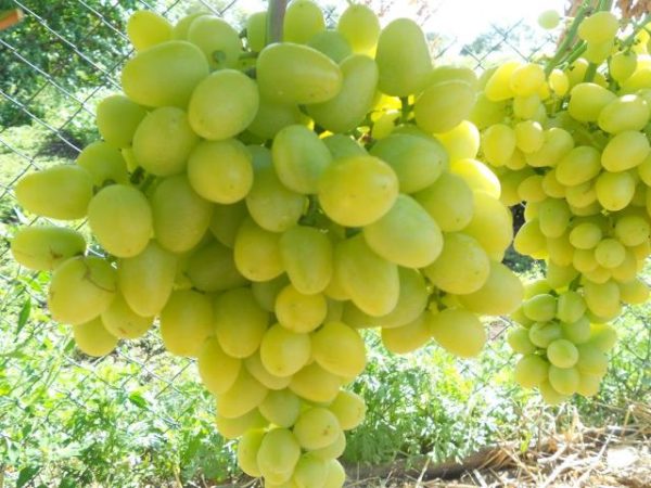  Arcadia grape berry closeup