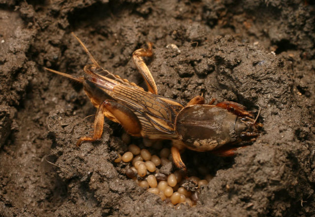  Medvedka in giardino
