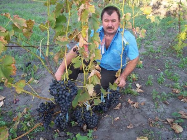  Grape care is great