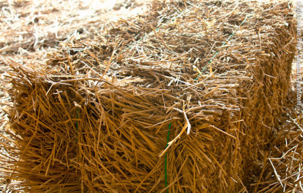  Paja de trigo