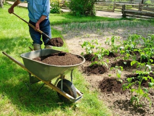  Sub sistemul radicular al plantelor