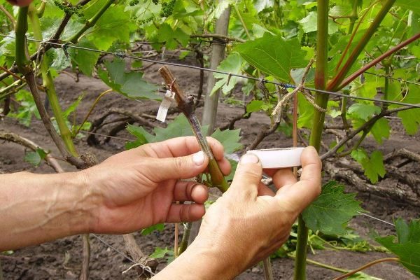  Grafting grape cuttings