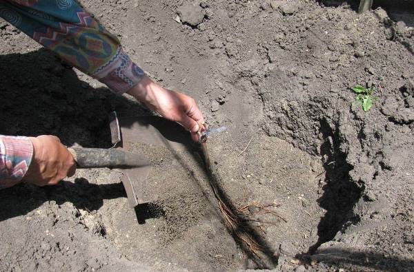  Planting a grape sapling