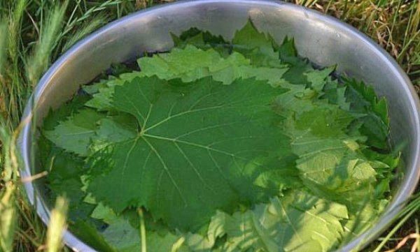  Dry preservation of grape leaves