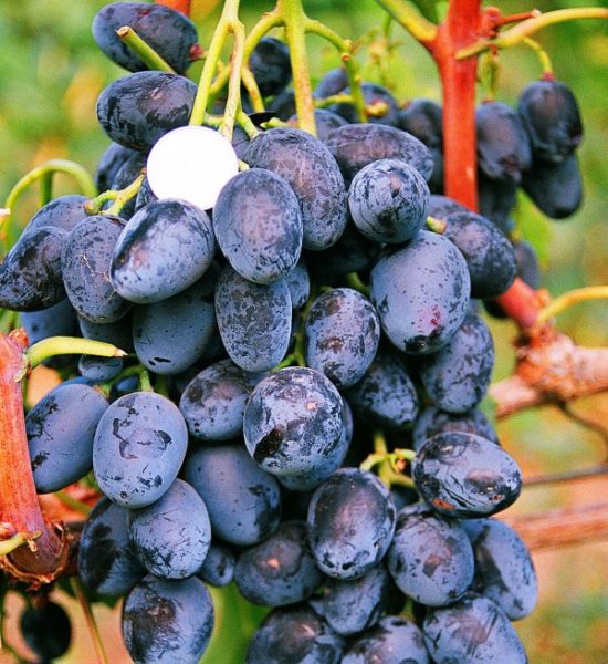  Kuban grapes close up