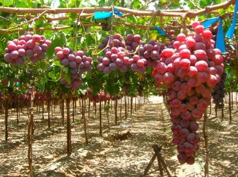  Cultivation of Julian on an industrial scale
