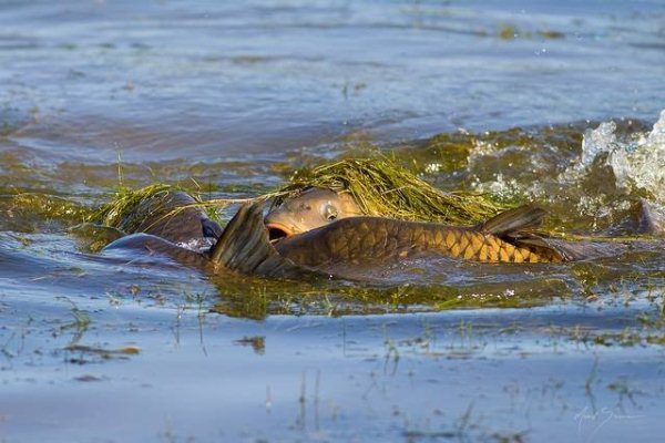  Carp spawning begins when wheat blooms