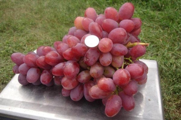  Anuta grapes, oval or egg-shaped