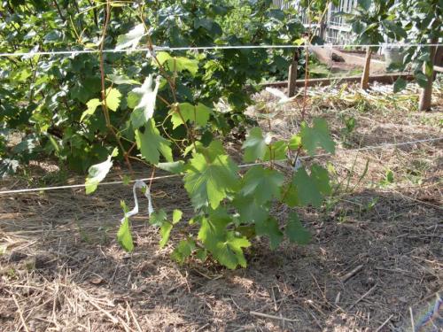  Grape Garter
