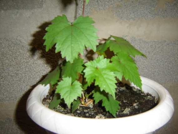  Slightly grown grapes