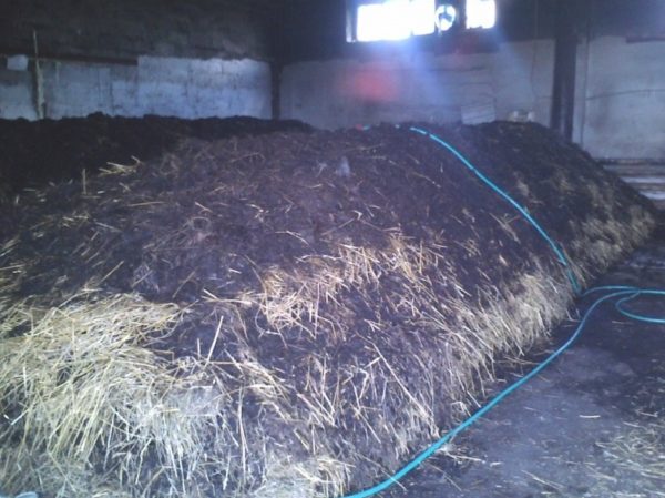  Ready compost for mushroom cultivation