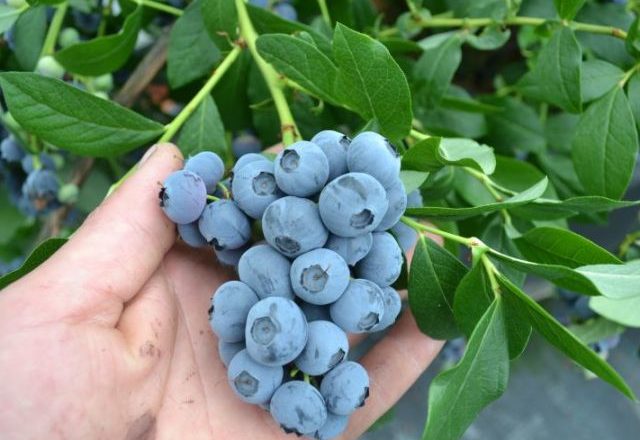  Feeding blueberries in autumn