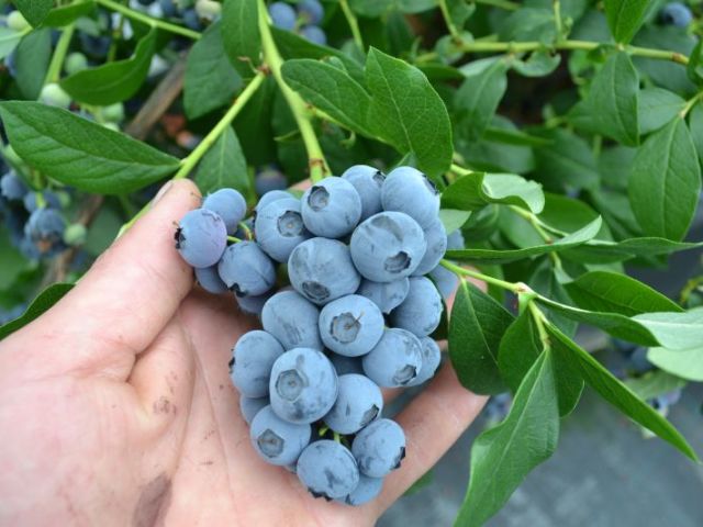  Feeding blueberries in autumn