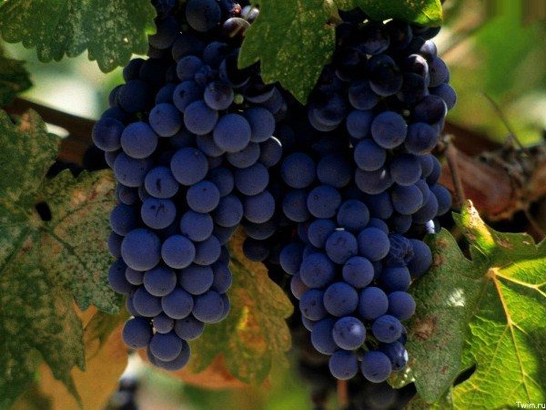 Variety Merlot refers to the wine varieties for food, it is not suitable