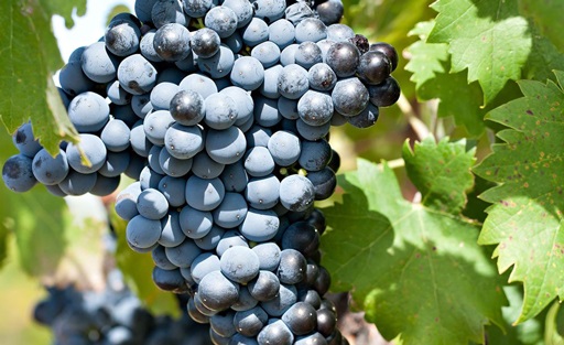  Dense berry varieties Mourvedre
