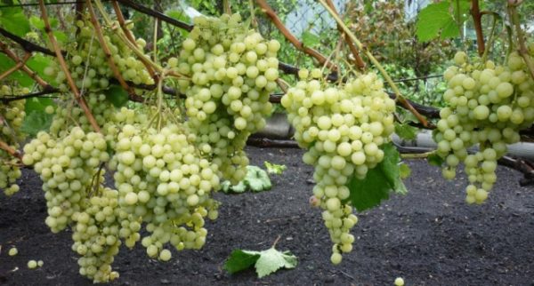  Grapes aleshenkin
