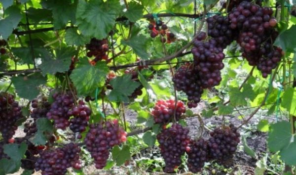  Grape cardinal