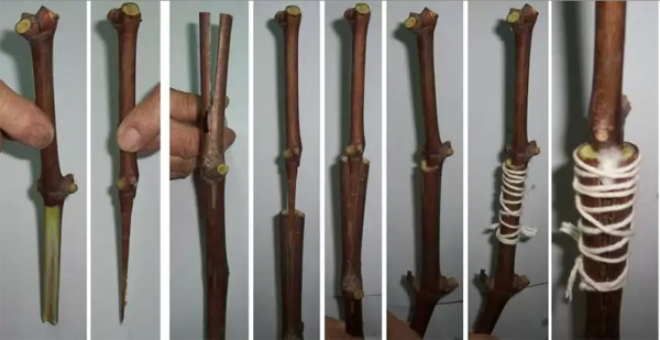  Gradual table grape grafting