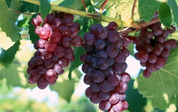  The popular grape variety is Lidia