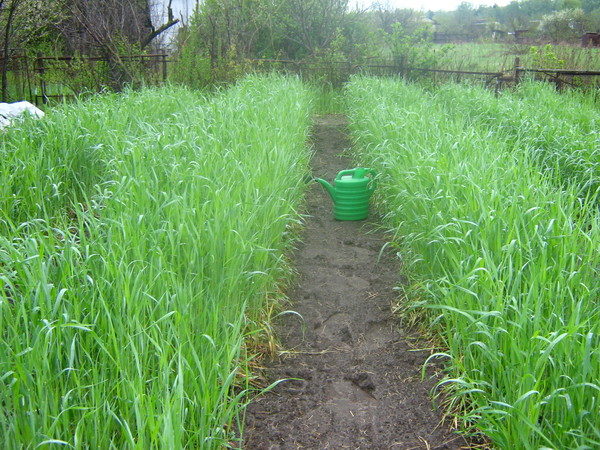  ovăz